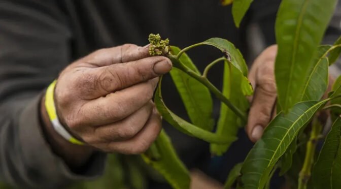 与气候俱进 加州农民试验种植新作物（图）