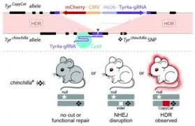 UCSD 研究人员首次使用CRISPR/CAS9控制小鼠的遗传（图）