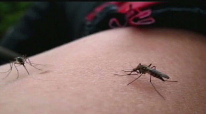 小心!圣地亚哥出现这种带西尼罗病毒的蚊子（图）