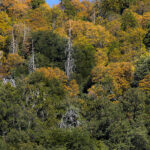 090-P85296

Palomar State Park
©2014, California State Parks
Photo by Brian Baer