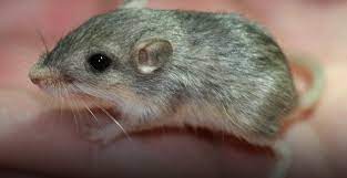 视频: 圣地亚哥动物园小老鼠获吉尼斯长寿记录