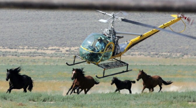 11匹野马在内华达州围捕中死亡 多数为脖子骨折（图）
